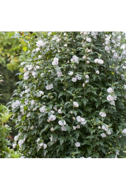 Кущ гібіскуса сирійського з рясним цвітінням.